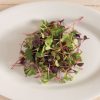 Radish, Confetti Mix - Organic Microgreen Seed
