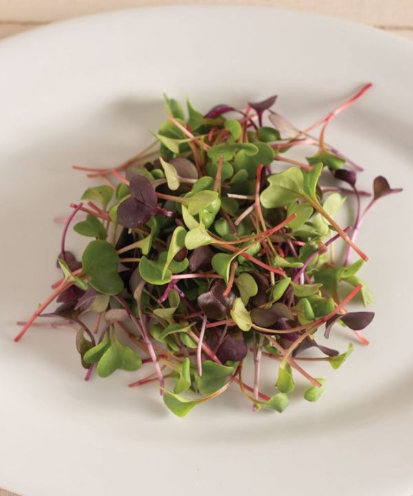 Radish, Confetti Mix - Organic Microgreen Seed