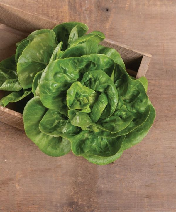 Little Gem - Organic Lettuce Seed