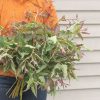 Lemon Bush - Eucalyptus Seed