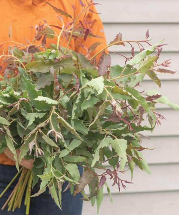 Lemon Bush - Eucalyptus Seed
