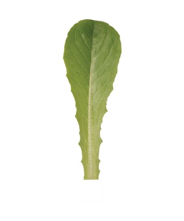 Pensacola - Organic Lettuce Seed