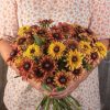 Sahara - Rudbeckia Seed