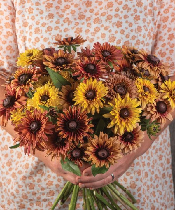 Sahara - Rudbeckia Seed