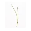 Scallion - Organic Microgreen Seed