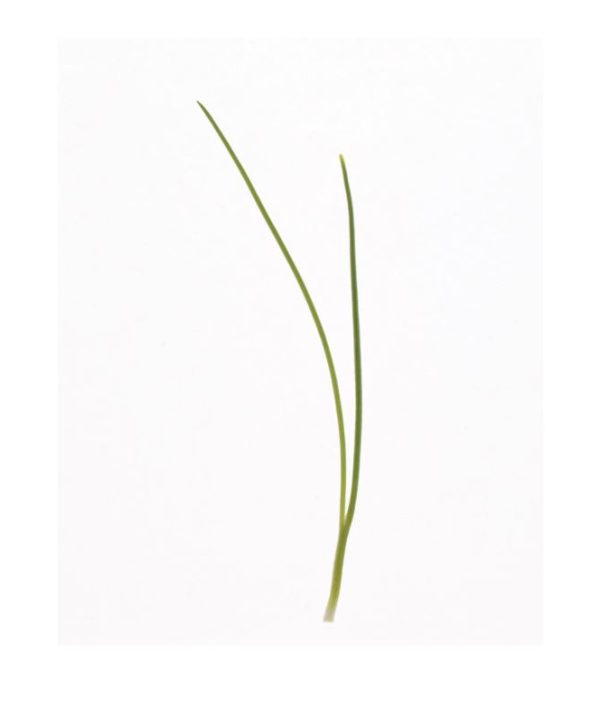 Scallion - Organic Microgreen Seed