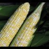 Essence - Treated (F1) Corn Seed