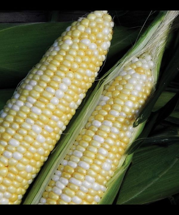 Essence - Treated (F1) Corn Seed