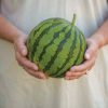Ocelot - (F1) Watermelon Seed