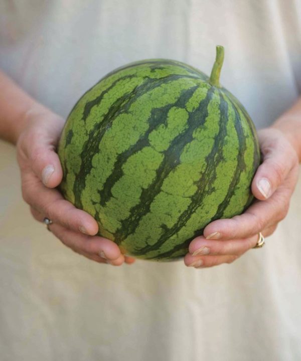 Ocelot - (F1) Watermelon Seed
