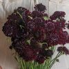 Black Beauty - Organic Scabiosa Seed