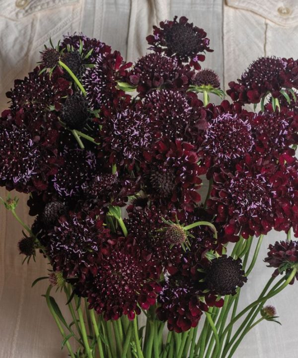 Black Beauty - Organic Scabiosa Seed