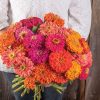 Jim Baggett's Choice Mix - Organic Zinnia Seed