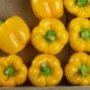 Brocanto - (F1) Bell Pepper Seed