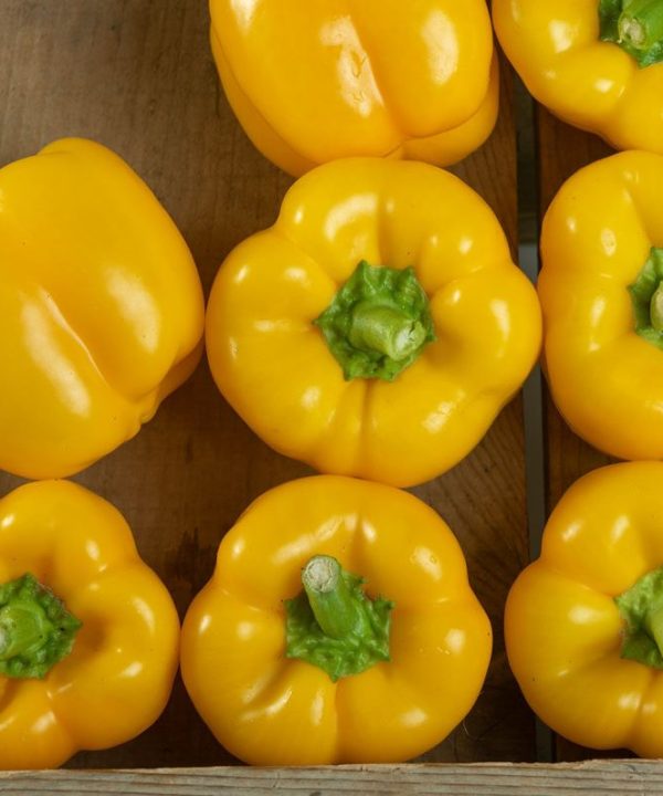 Brocanto - (F1) Bell Pepper Seed