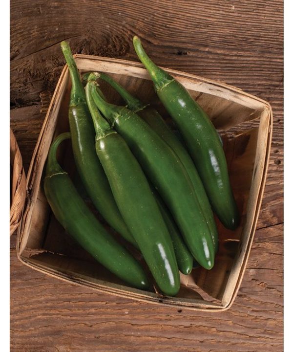 Altiplano - (F1) Serrano Pepper Seed
