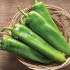 Charger - (F1) Anaheim Pepper Seed