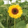 ProCut? Horizon - (F1) Sunflower Seed
