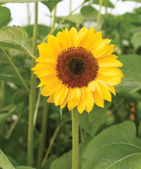 ProCut? Horizon - (F1) Sunflower Seed