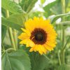ProCut? Orange DMR - (F1) Sunflower Seed