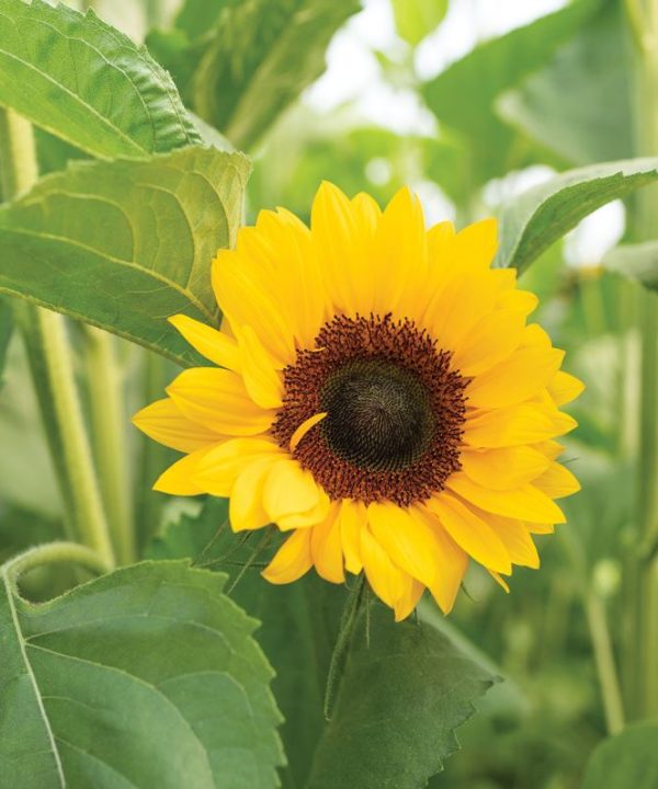 ProCut? Orange DMR - (F1) Sunflower Seed