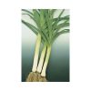 King Richard - Leek Seed