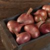 Matador - Organic (F1) Shallot Seed