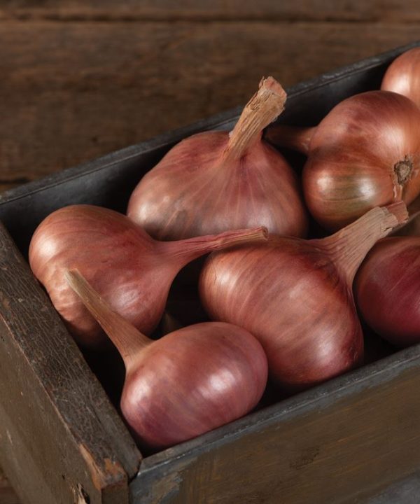Matador - Organic (F1) Shallot Seed