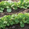 Vit Seeds (Mache Seeds)