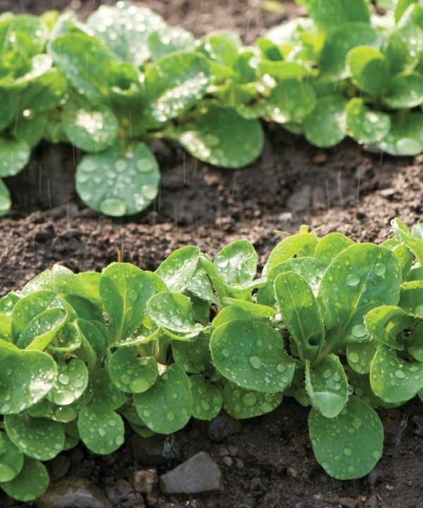 Vit Seeds (Mache Seeds)