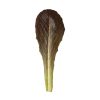 Powerhouse - Lettuce Seed