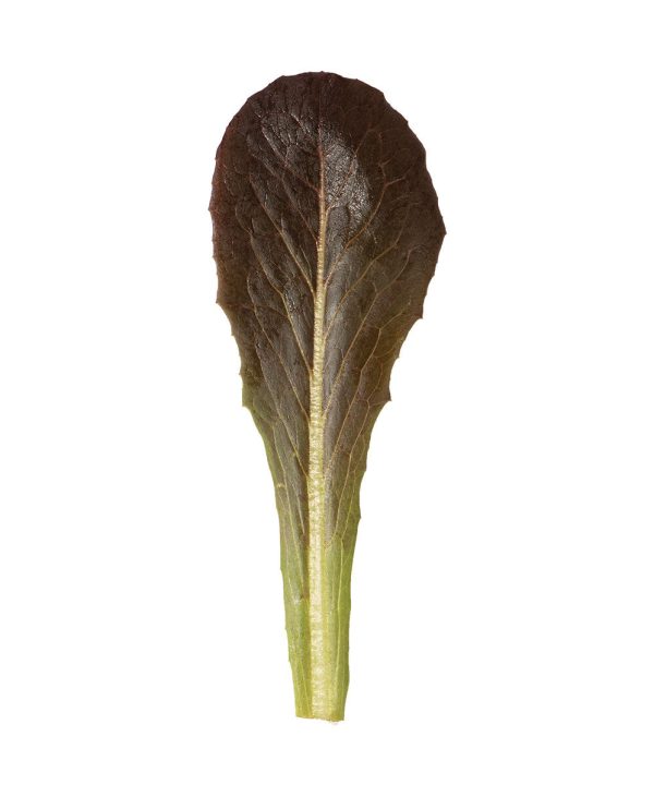 Powerhouse - Lettuce Seed