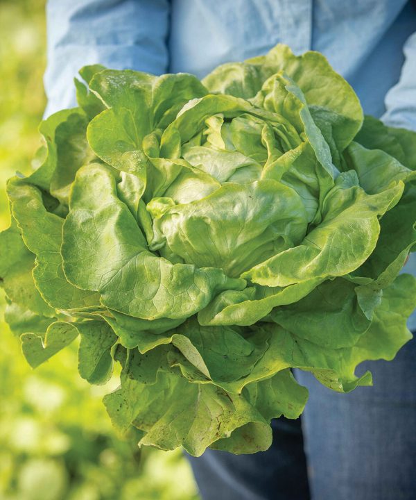 Milagro - Organic Lettuce Seed