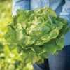 Milagro - Organic Lettuce Seed