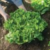 Eliance - Organic Escarole Seed