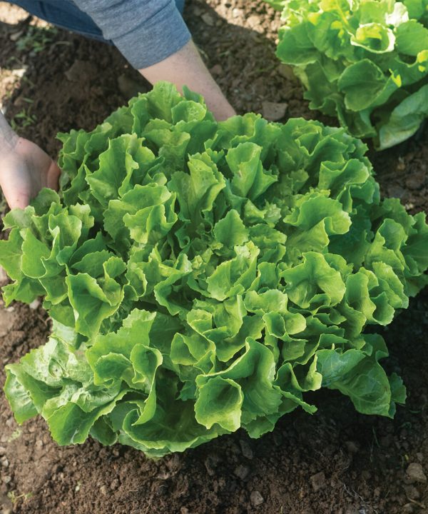 Eliance - Organic Escarole Seed