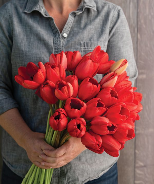 Red Impression - Tulip Bulb