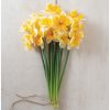 Orangery - Narcissus Bulb