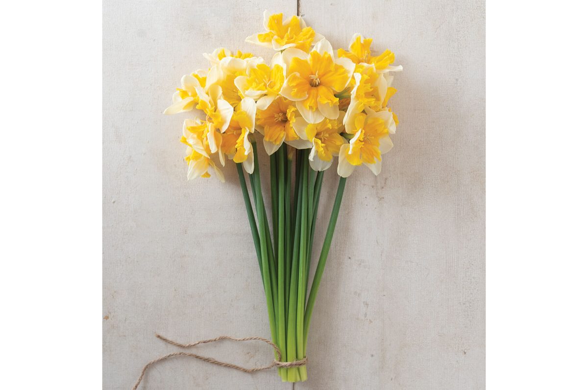 Orangery - Narcissus Bulb