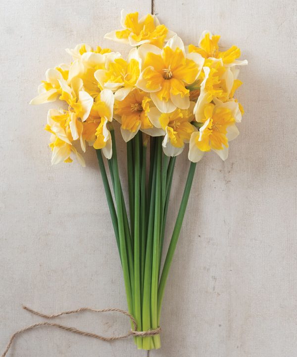 Orangery - Narcissus Bulb