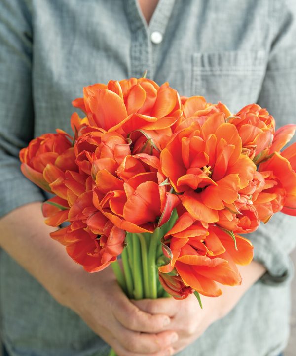 Queensday - Tulip Bulb