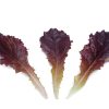 Alboreto - Lettuce Seed