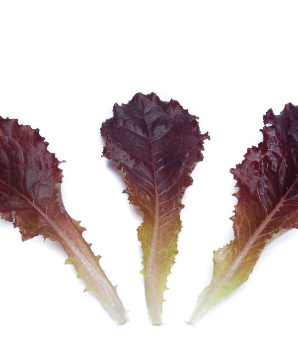 Alboreto - Lettuce Seed