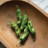 Shishito - Organic (F1) Shishito Pepper Seed
