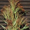 Mixed Broom Corn - Broom Corn Seed