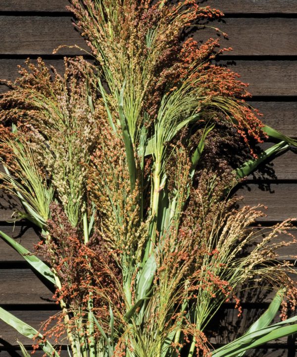 Mixed Broom Corn - Broom Corn Seed