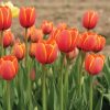 World's Favorite - Tulip Bulb