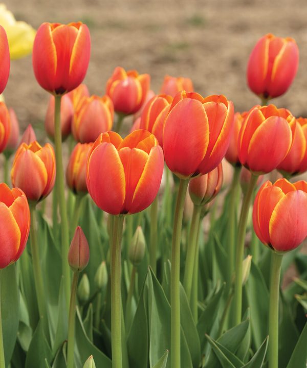 World's Favorite - Tulip Bulb