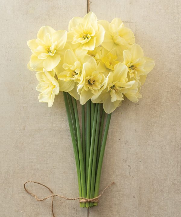 Dancing Moonlight - Narcissus Bulb