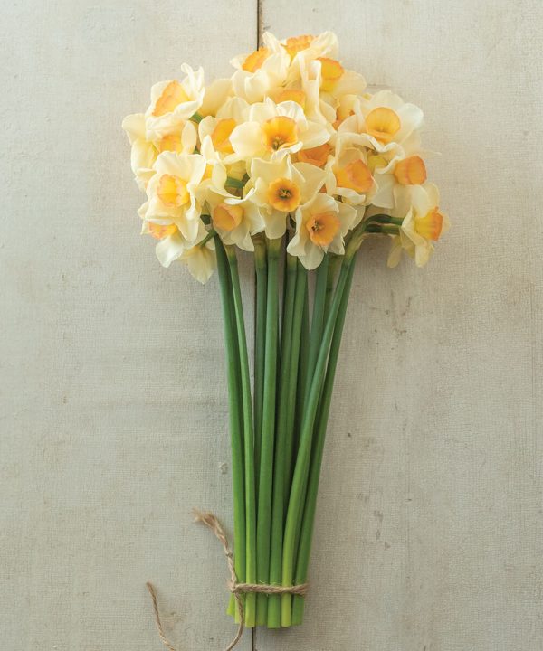 Yazz - Narcissus Bulb